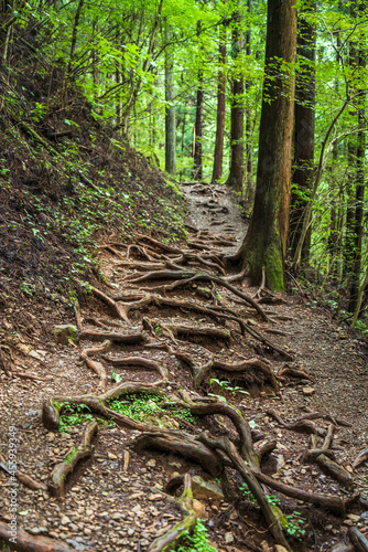 東京・御岳山 力強い木の根が張り巡らされた登山道 【mountain trail with powerful tree roots of Mt. Mitake in Tokyo, Japan】