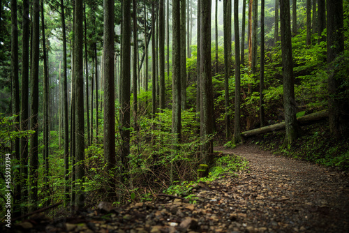 東京・御岳山の霧がかった登山道 【mountain trail lined with japanese cedar trees from Mt. Mitake in Tokyo, Japan】