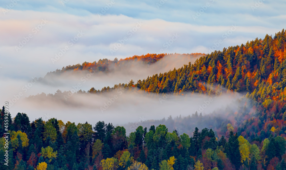 Fototapeta premium Aerial view of autumn forest over the clouds - Yedigoller National Park, Turkey