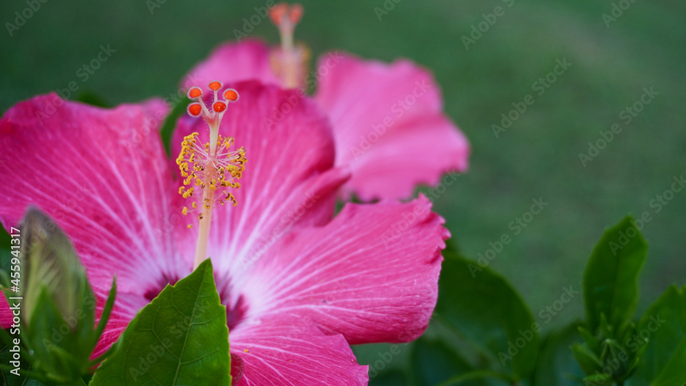Fototapeta premium pink flower