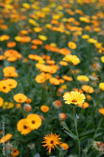 Close-up flowers of a marigold outdoors.