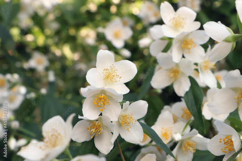 Closeup view of beautiful blooming white jasmine shrub outdoors Closeup view of beautiful blooming white jasmine shrub outdoors