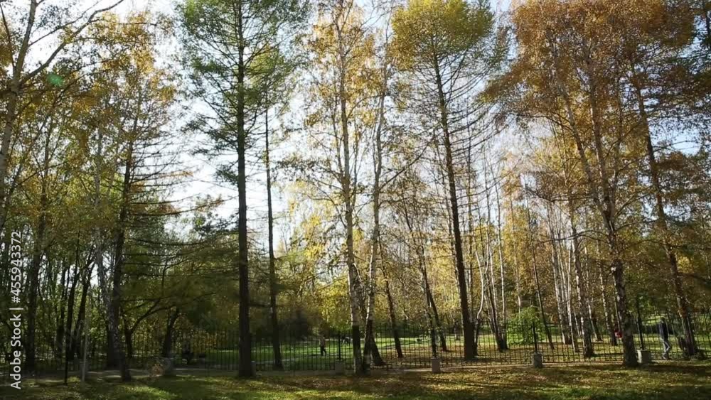 Leaves fall from the tall trees of the park on a beautiful calm day with a clear sky. In the distance there is a man with a stroller. High quality FullHD footage Leaves fall from the tall trees of the park on a beautiful calm day with a clear sky. In the distance there is a man with a stroller. High quality FullHD footage