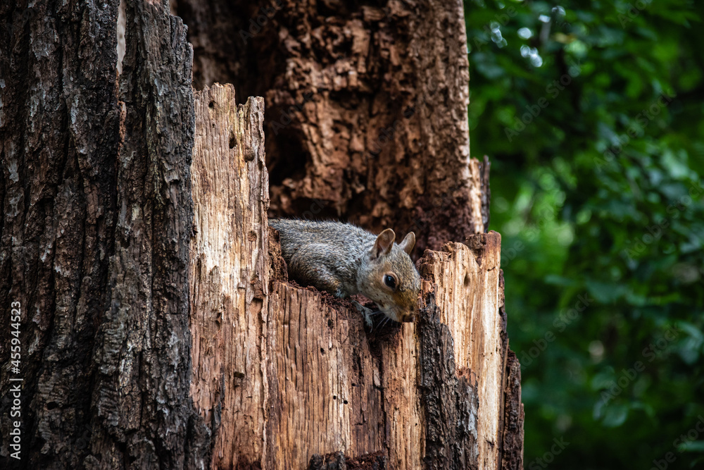 Obraz premium squirrel on a tree