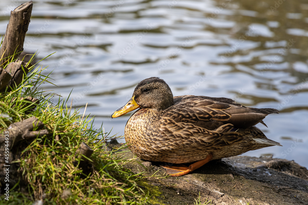 Brown adult duck with yellow nose is by a pond in the park in summer Brown adult duck with yellow nose is by a pond in the park in summer