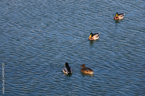 Mallard ducks swimming in a river and colorful autumn leaves. Selective focus.