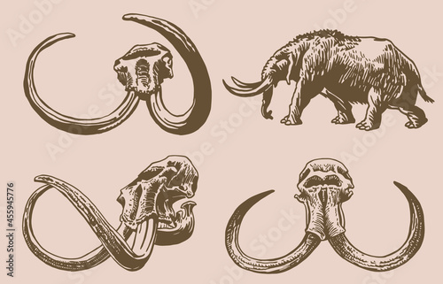 Graphical sepia set of skulls of mammoth , vintage vector illustration for museums,history books. Vector illustration