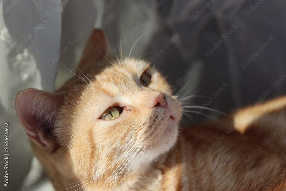 うっとり表情の猫アメリカンショートヘアレッドタビー