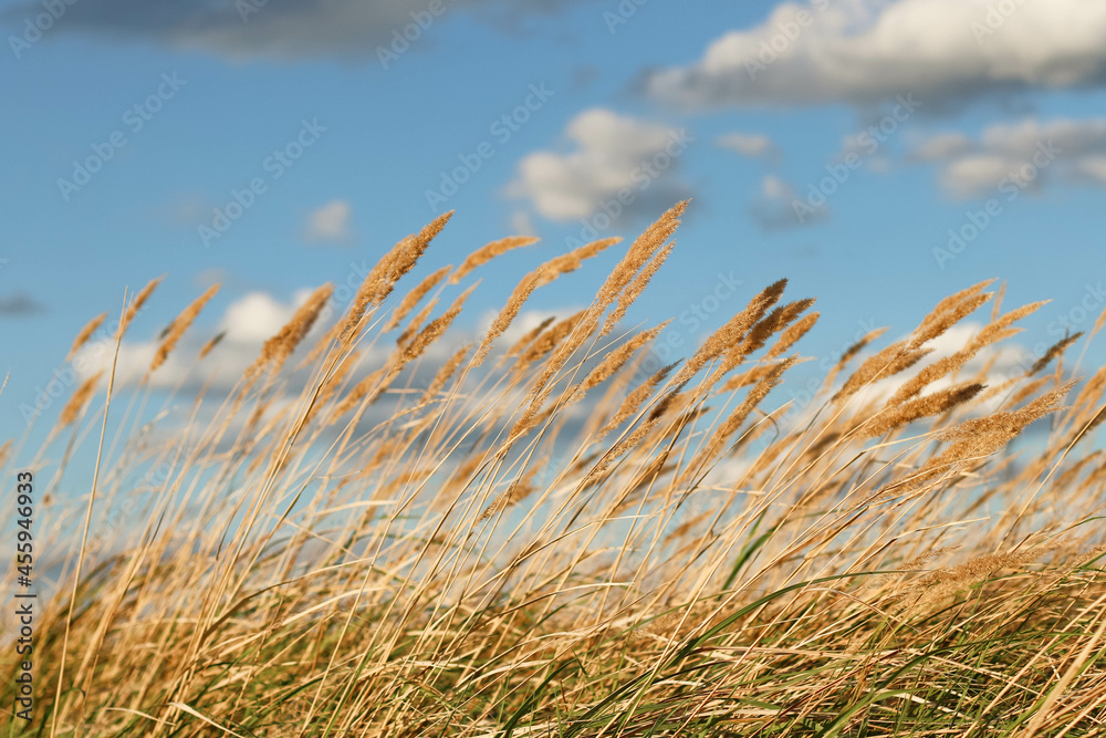 Fototapeta premium Wild field of grass on sunset, soft sun rays. Beautiful abstract closeup of golden dried meadow grass. Abstract natural background. Natural beige background. Minimal, stylish, trend concept