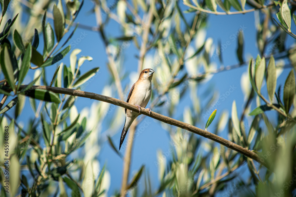 Naklejka premium bird on a branch