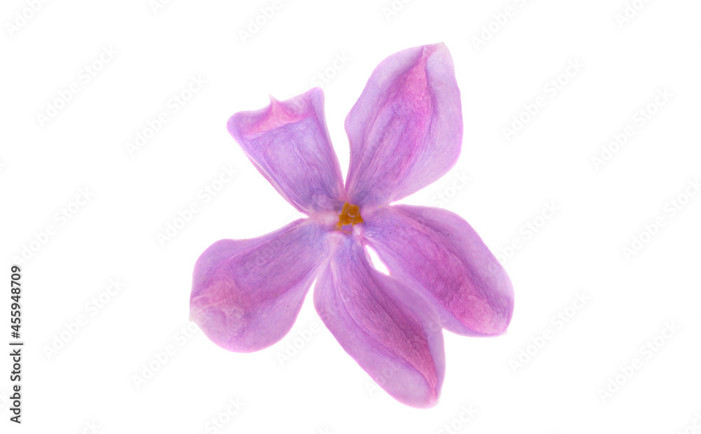 lilac flower close up