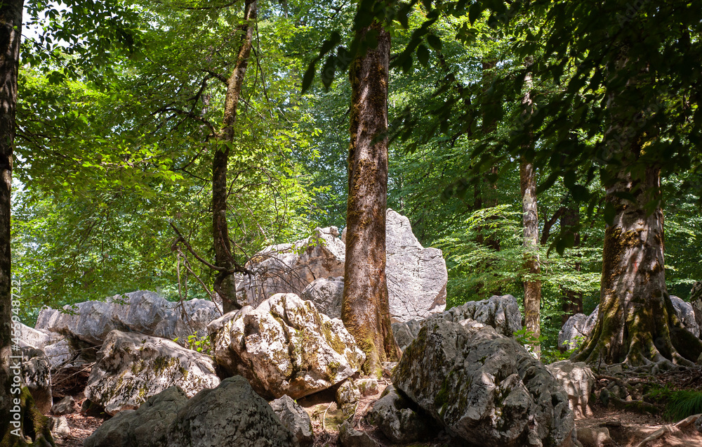 view from maple trees with big stones in foreground, gilan province, iran view from maple trees with big stones in foreground, gilan province, iran