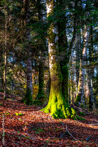 The Irati forest  in the Pyrenees Mountains of Navarra  in Spain  a spectacular beech forest in the month of October