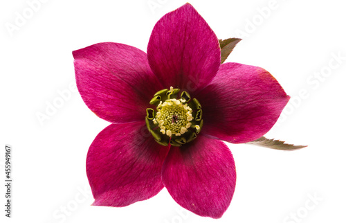 red hellebore flower isolated photo