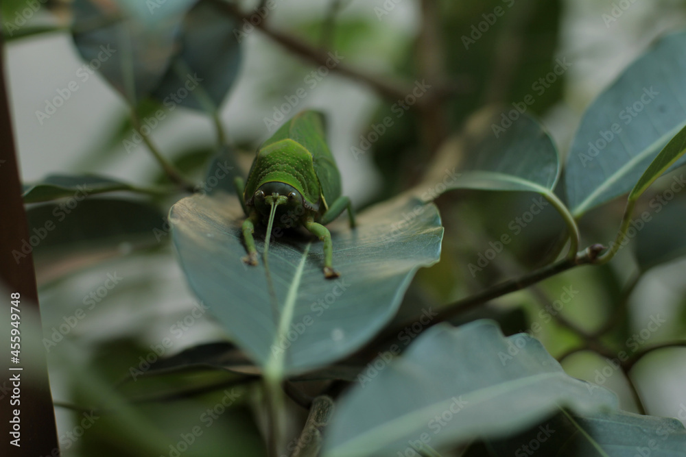 Leaf-mimic katydid really commits to its ability to hide in plain sight. Leaf-mimic katydid really commits to its ability to hide in plain sight.