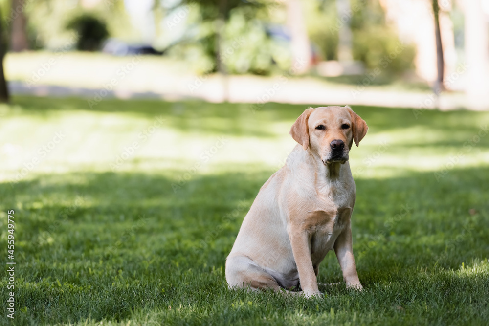 yellow labrador sitting on green grass in park yellow labrador sitting on green grass in park