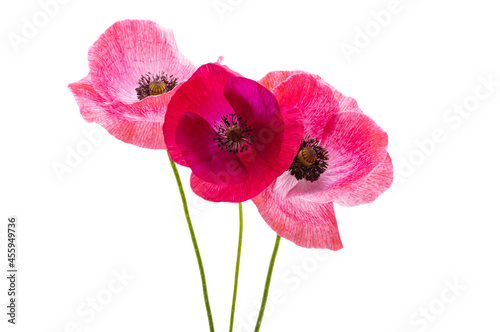 beautiful poppy flowers isolated