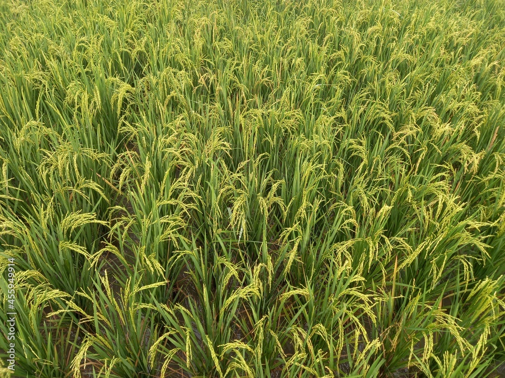 Fototapeta premium Yellow paddy rice seed with rice fields in the background