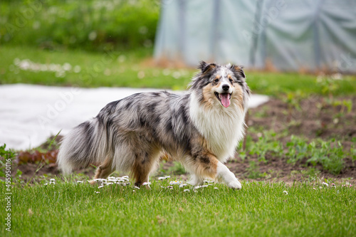 Blue merle Shetland sheepdong sheltie walking on green grass with small blooming white flowers.