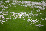 Landscape view of many small white blooming flowers in countryside garden.