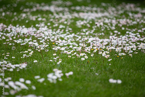 Landscape view of many small white blooming flowers in countryside garden.