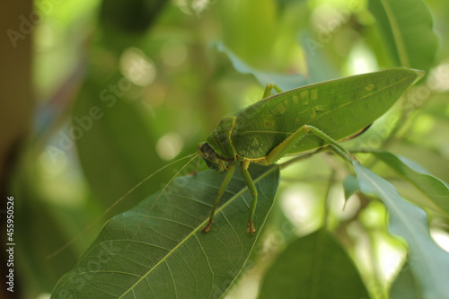Leaf-mimic katydid really commits to its ability to hide in plain sight.