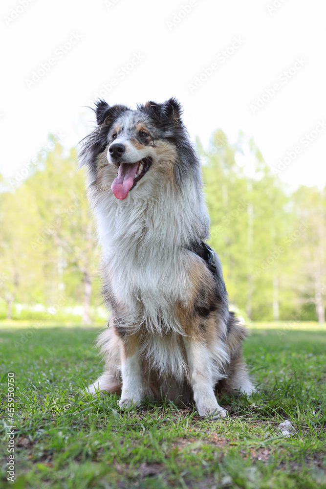 Blue Merle Shetland Sheepdog sheltie sitting in park grass.