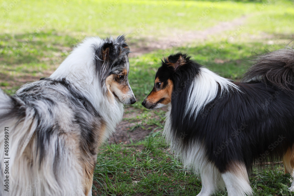 Two shetland sheepdogs standing and sniffing each other in park. Two shetland sheepdogs standing and sniffing each other in park.