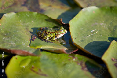 Green tree frog and water lilies or lotus flower on the surface of a clear water pond looks dreamy and beautiful.
