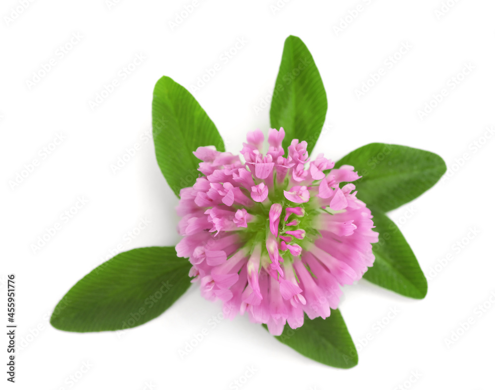 Beautiful blooming clover flower with green leaves on white background, top view Beautiful blooming clover flower with green leaves on white background, top view
