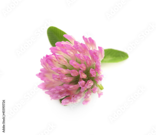 Beautiful blooming clover flower with green leaves on white background  top view