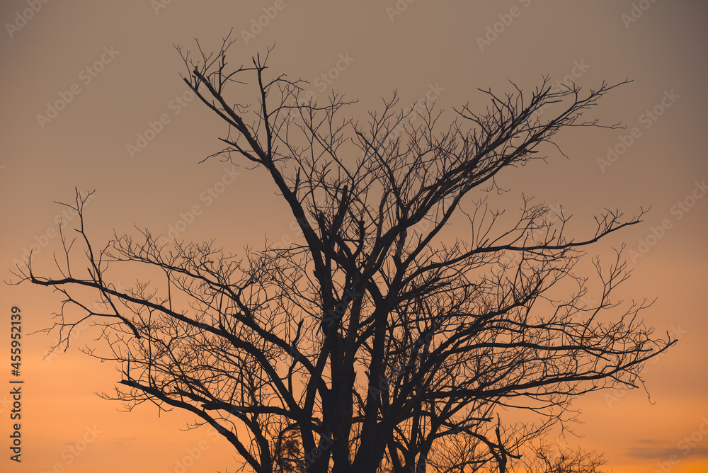 Dead trees with dead branches and leaves dramatic evening sunset sky in the forest due to chemicals and deforestation by people made technology increasing pollution. Dead trees with dead branches and leaves dramatic evening sunset sky in the forest due to chemicals and deforestation by people made technology increasing pollution.