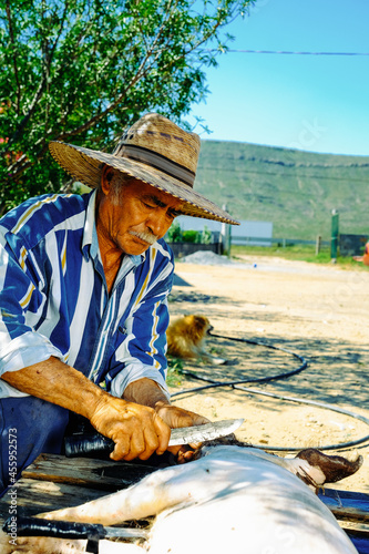 Senior man wearing hat while cutting pig at table on sunny day