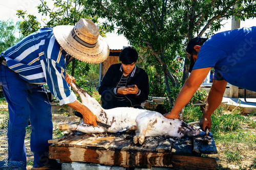 Fotografija Grandfather and grandson cutting pig while brother using smartphone in farm