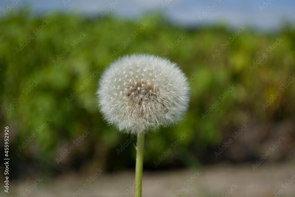 Naklejka premium flowers and plants