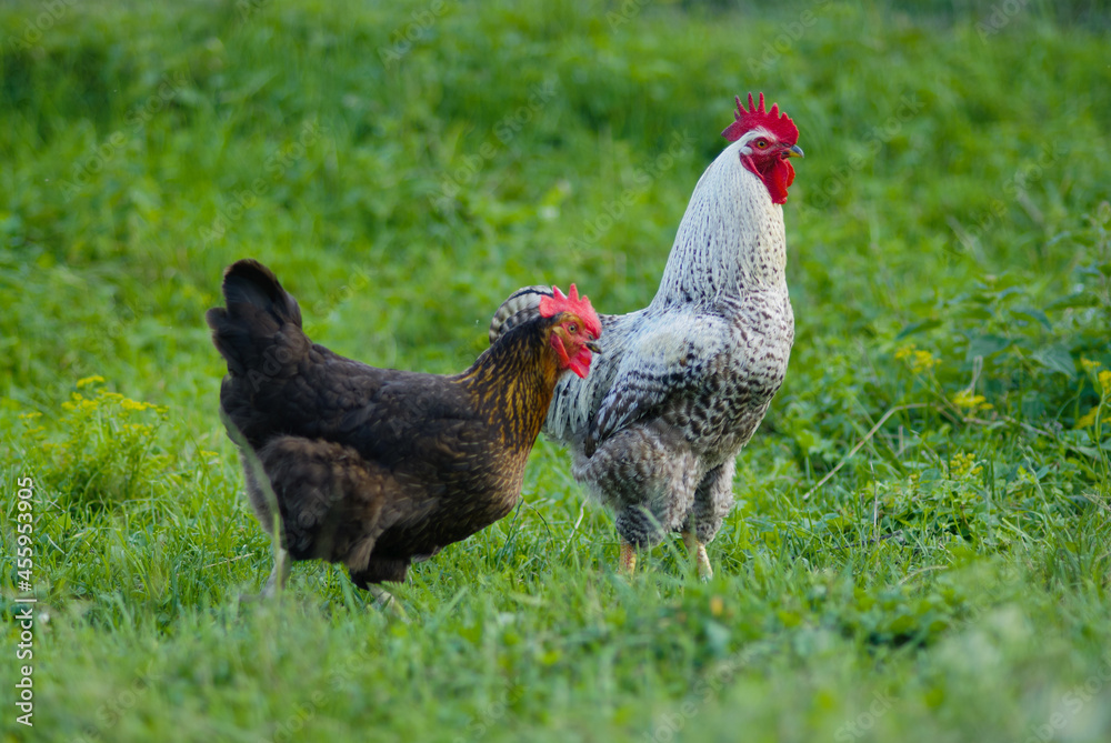 Naklejka premium Black chicken and gray rooster on meadow in the grass