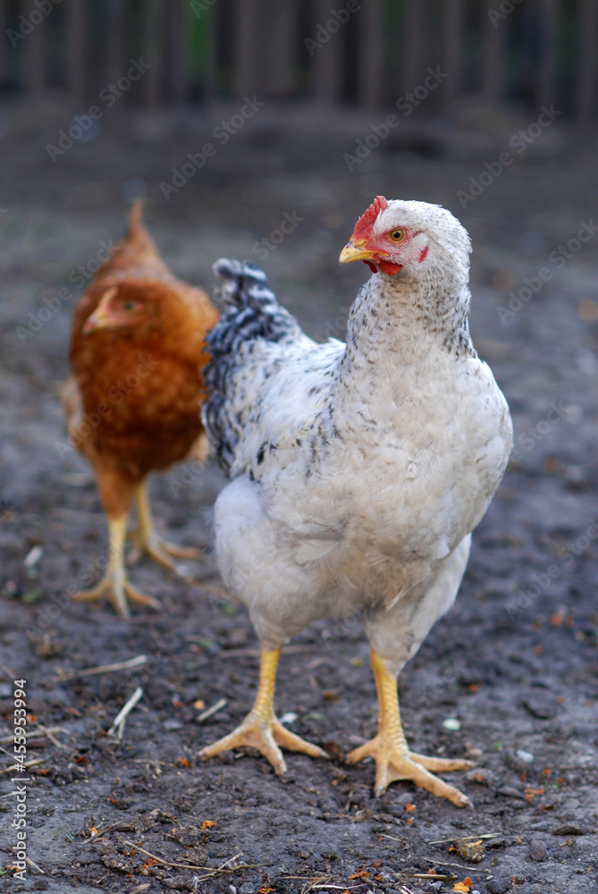 Fototapeta premium Young chickens on farmyard