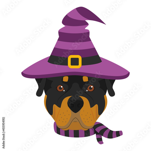 Halloween greeting card. Rottweiler dog dressed as a witch with black and purple hat and scarf