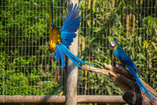 Caninde macaw, beautiful macaws in a rehabilitation center in Brazil before returning to nature. natural light, selective focus. photo