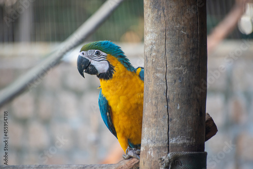 Caninde macaw, beautiful macaws in a rehabilitation center in Brazil before returning to nature. natural light, selective focus. photo