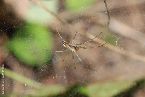 tetragnatha extensa spider macro photo