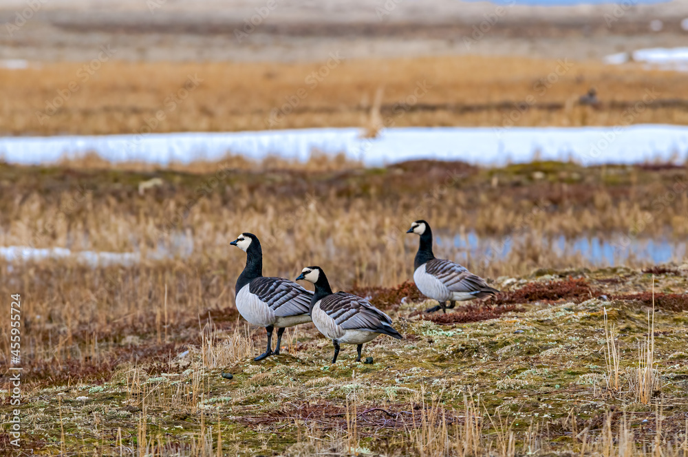 Barnacle Geese (Branta leucopsis) at colony in Barents Sea coastal area, Russia Barnacle Geese (Branta leucopsis) at colony in Barents Sea coastal area, Russia