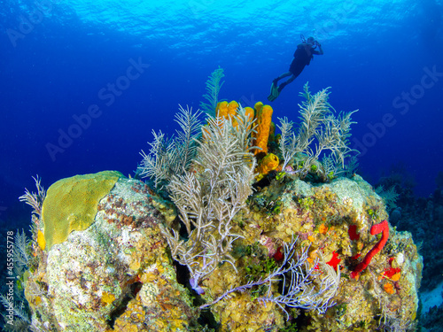 Coral bommie and scuba diver (Grand Cayman, Cayman Islands) photo