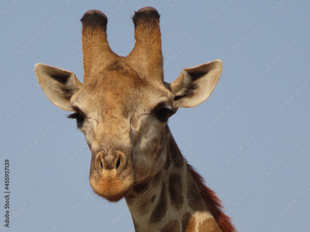 giraffe in the Kruger National Park giraffe in the Kruger National Park