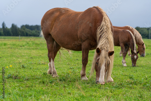 Grasendes Pferd © Samuel