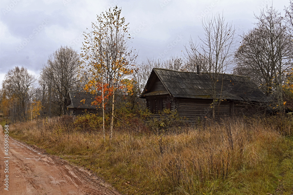 autumn country road in an abandoned village, dry plants and birch trees with yellow leaves. Wooden village dilapidated houses. Rural landscape. Colors of autumn