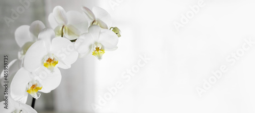 White gray blurred background with white orchid flower. Wedding background  Valentine s Day. Spa and beauty backdrop. Banner. Copy space