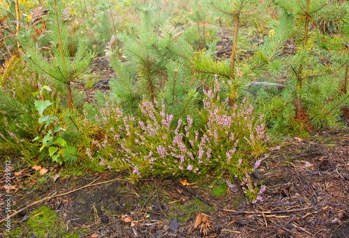 Blooming wild pink purple heather flowers in the forest on an autumn day.