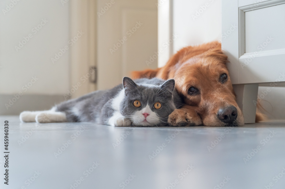 British Shorthair and Golden Retriever get along friendly