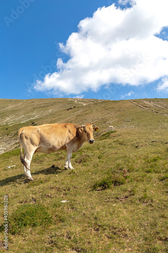Brown cow in the mountain. Cow in high mountain pasture near Botev peak, Bulgaria.